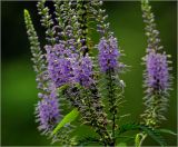 Veronica longifolia