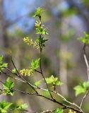 Ribes komarovii. Ветвь с соцветиями. Приморский край, Хасанский р-н, окр. с. Кравцовка, бассейн р. Грязная, в широколиственном лесу с участием Abies holophylla. 02.05.2023.