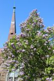 Syringa vulgaris