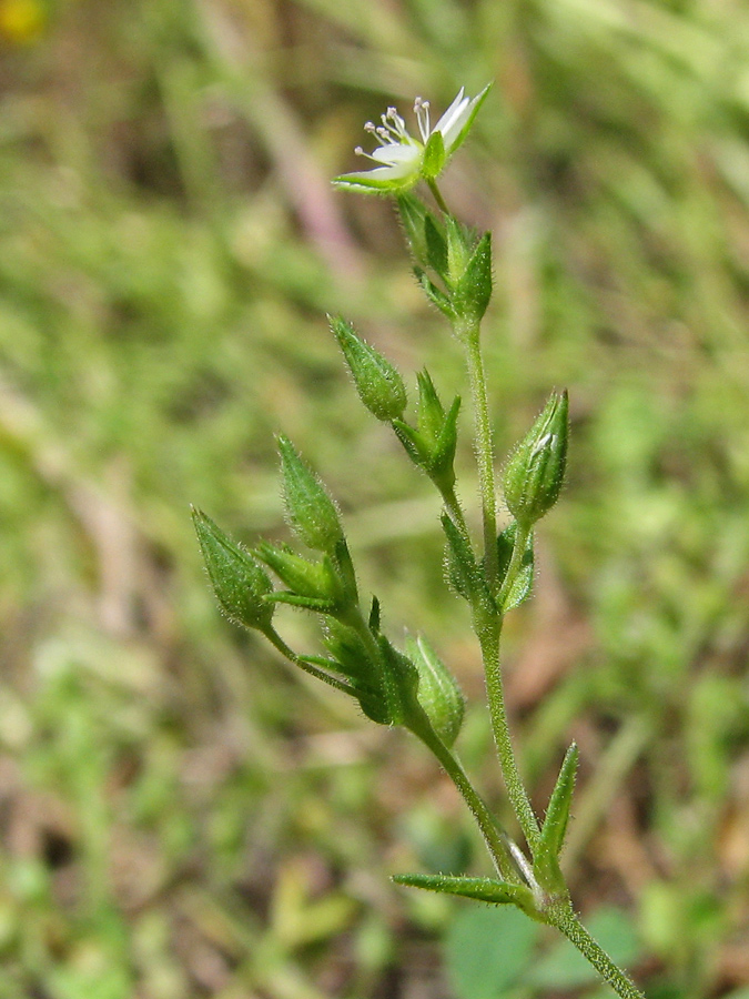 Изображение особи Arenaria zozii.