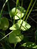 Parnassia palustris