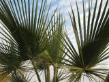 Washingtonia filifera