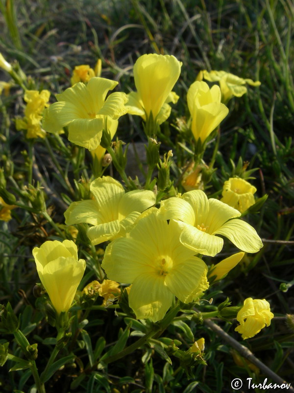 Изображение особи Linum tauricum.