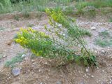 Solidago virgaurea. Цветущее растение. Республика Беларусь, Гродненская обл., Новогрудский р-н, окр. дер. Рутка-2, рекультивированный карьер. 06.08.2013.