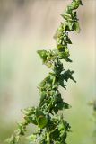 Atriplex nudicaulis