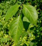 Staphylea trifolia