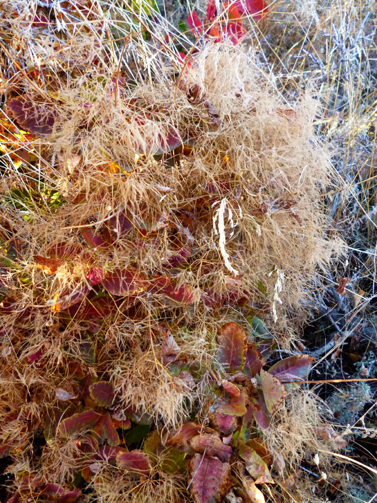 Изображение особи Cotinus coggygria.