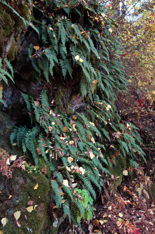 Изображение особи Polypodium vulgare.