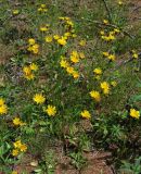 Crepis chrysantha