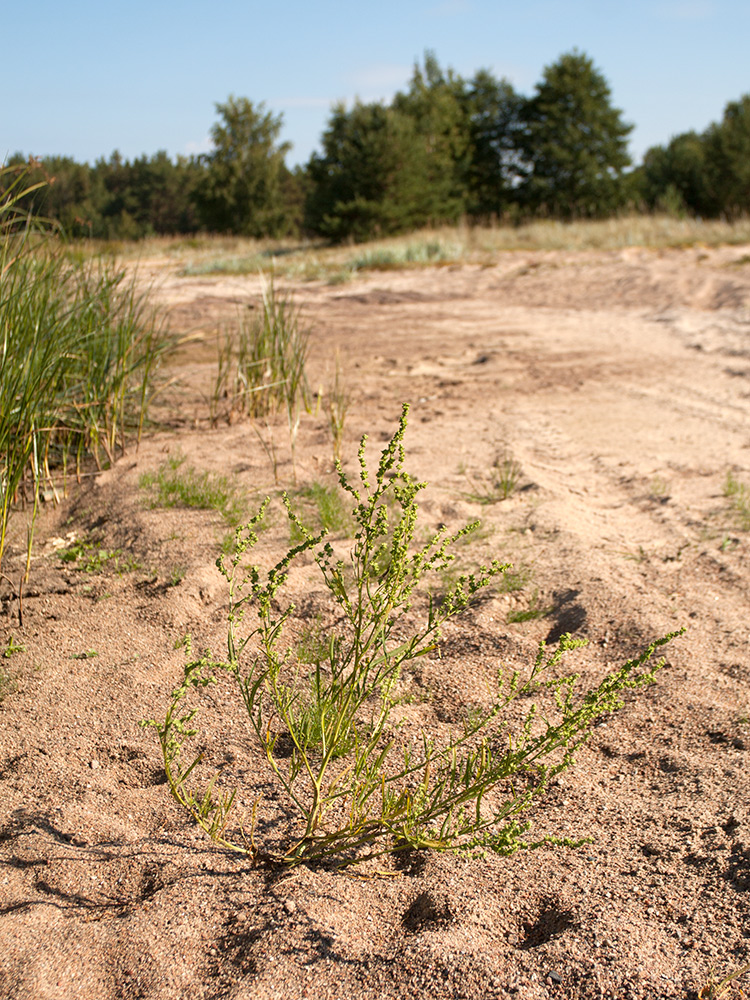 Изображение особи Atriplex littoralis.