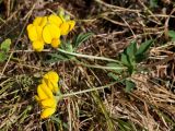 Lotus corniculatus. Верхушка побега с соцветиями. Калужская обл., ст. Думиничи, используемый под выпас суходольный луг. 19.08.2009.