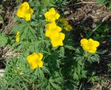 Trollius sibiricus