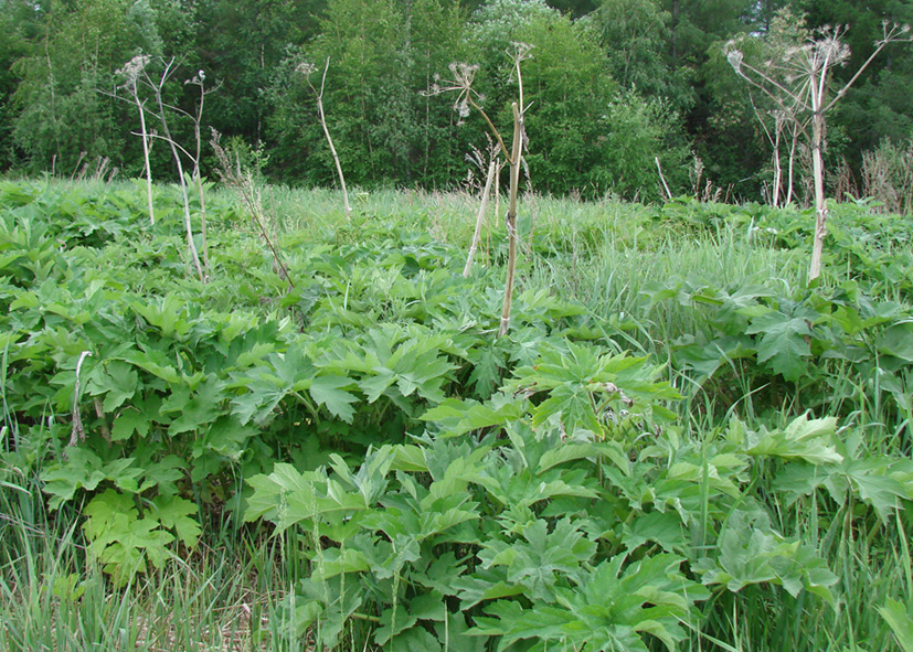 Изображение особи Heracleum dissectum.