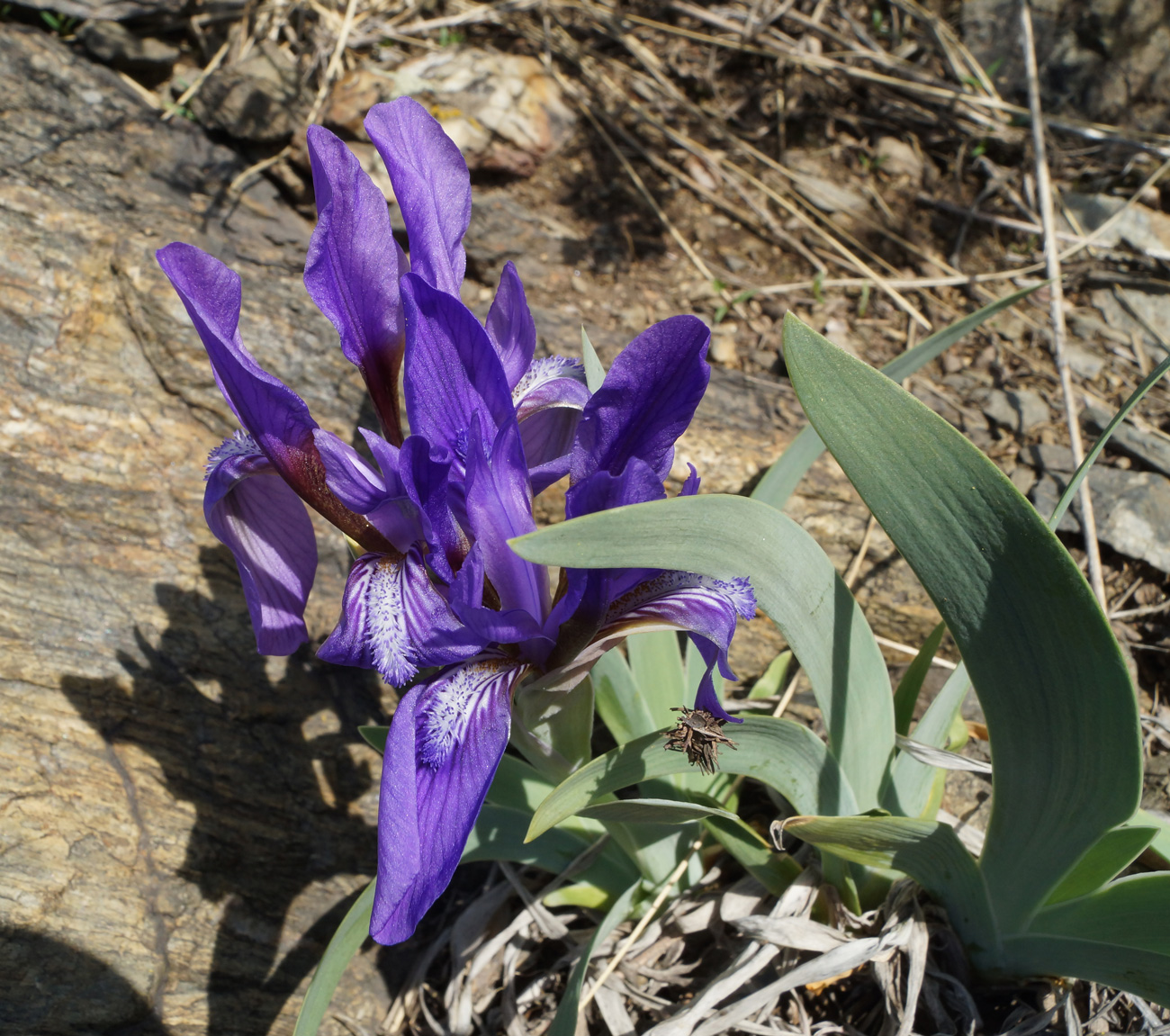 Изображение растения Iris glaucescens.