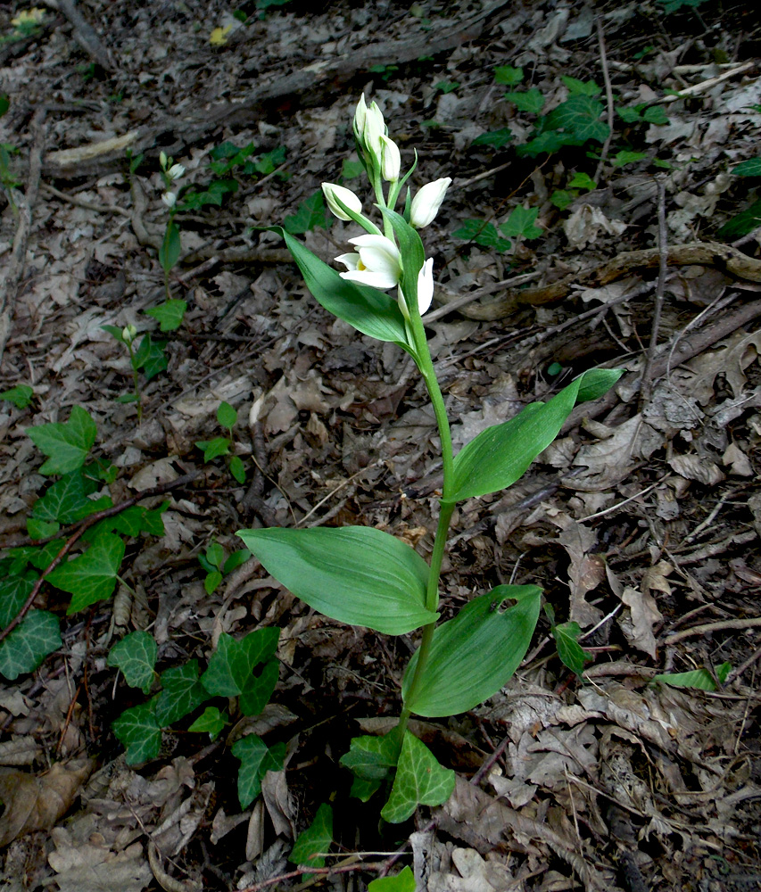 Изображение особи Cephalanthera damasonium.