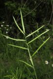 Brachypodium pinnatum. Соцветие. Крым, Байдарская долина, окр. с. Тыловое, обочина дороги. 9 июня 2016 г.