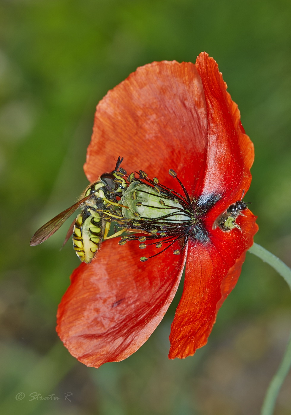 Изображение особи Papaver laevigatum.