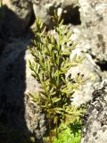 Cryptogramma acrostichoides