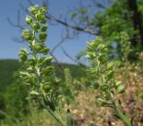 Alyssum alyssoides. Соцветия с цветками и завязавшимися плодами. Краснодарский край, м/о г. Новороссийск, гора Рябкова, скальное обнажение, на моховой подушке. 16.04.2017.