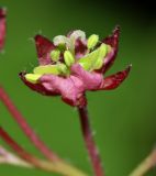 Acer pseudosieboldianum