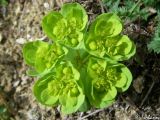 Euphorbia helioscopioides. Соцветие. Крым, Байдарская долина, окр. с. Тыловое. 13.04.2010.