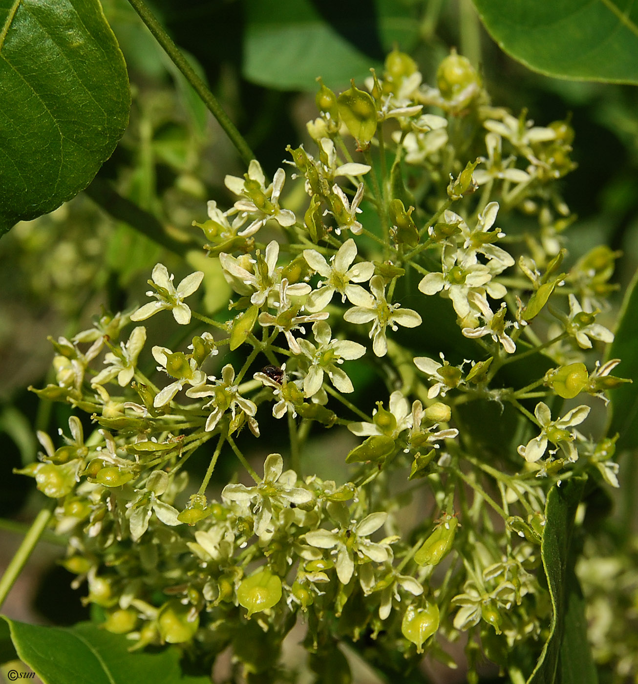 Изображение особи Ptelea trifoliata.