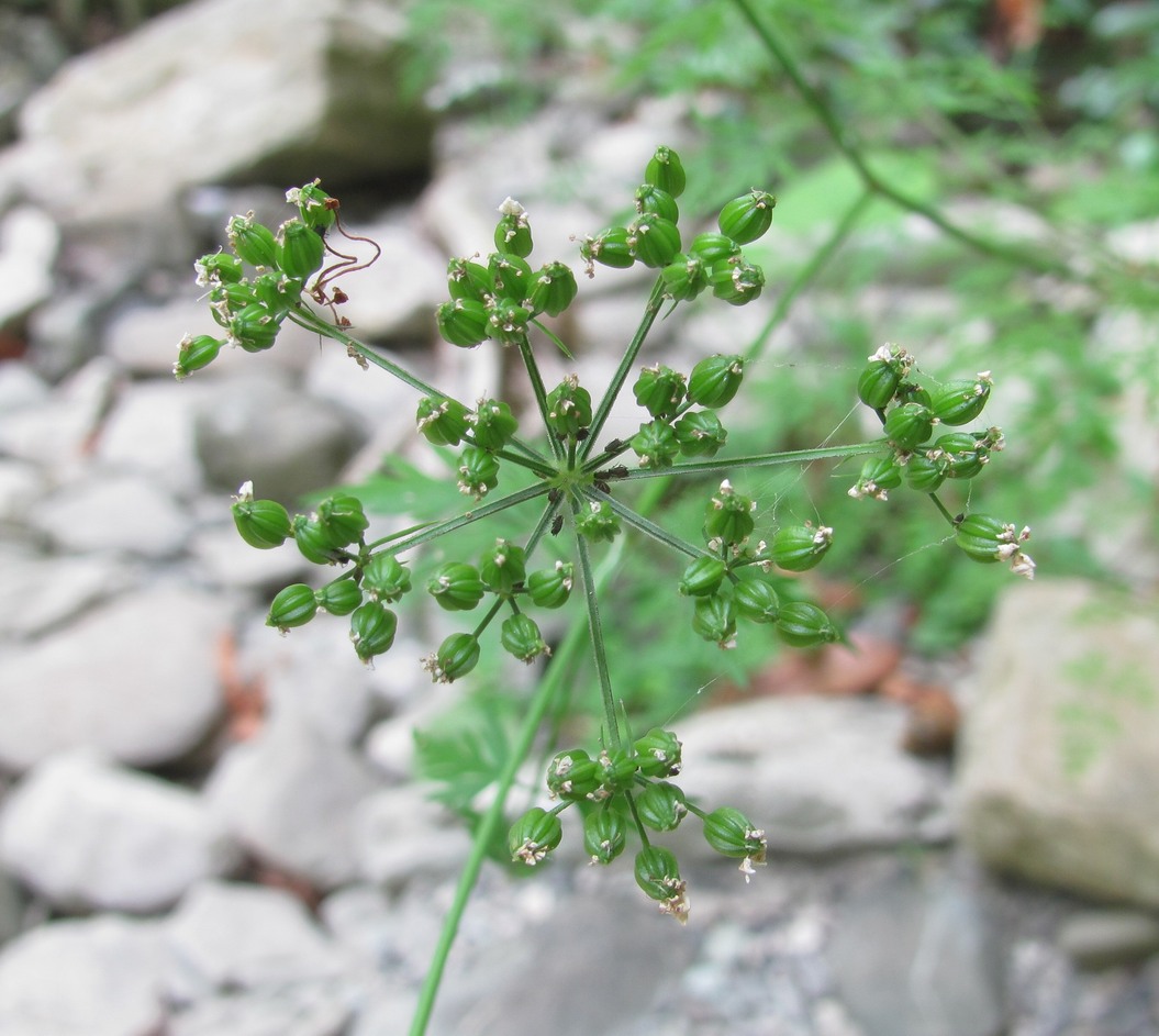 Изображение особи Aethusa cynapium.