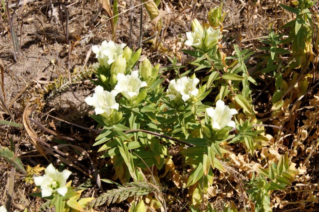 Изображение особи Gentiana gelida.