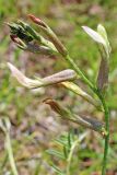 Astragalus macrotropis. Верхушка цветоноса с соцветием. Узбекистан, Ташкентская обл., Кибрайский р-н, окр. пос. Майский, предгорья Каржантау. 22.04.2017.