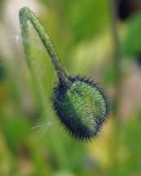 род Papaver