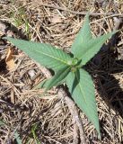 Aconogonon alpinum. Молодое растение. Башкирия, окр. Белорецка, гора Мраткина. Сосновый лес. Вторая декада мая.