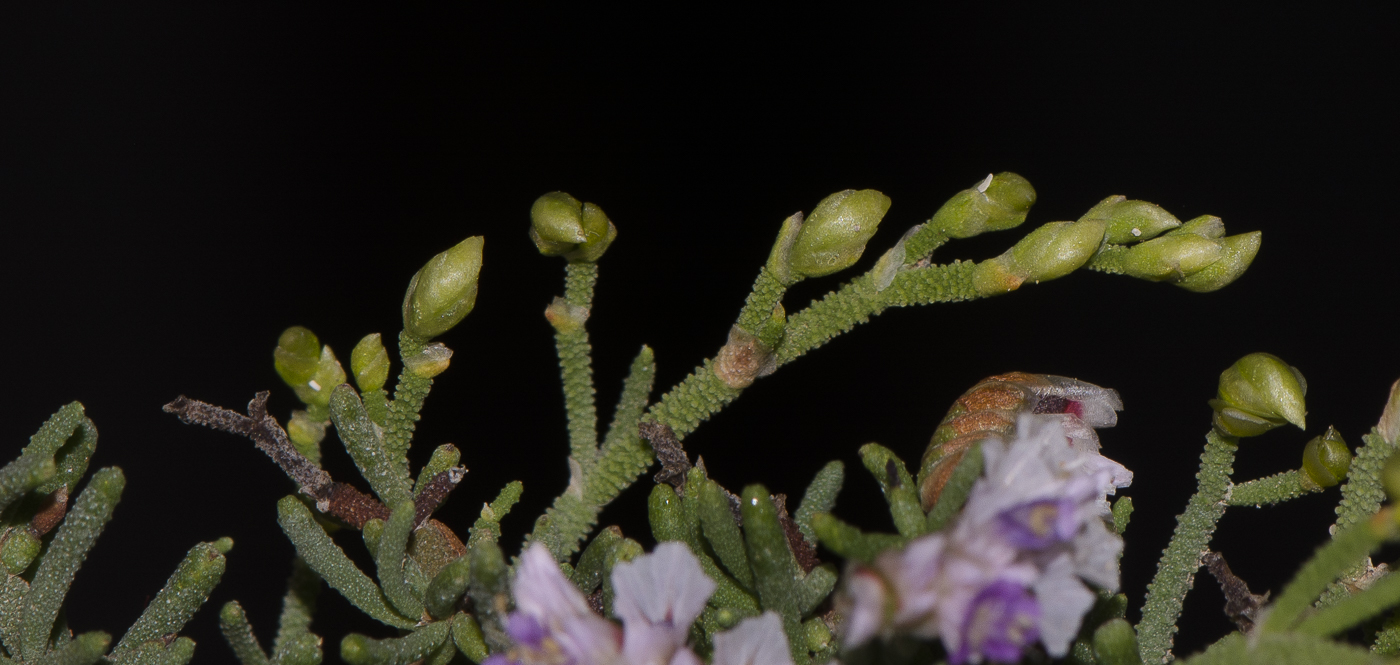 Изображение особи Limonium papillatum.