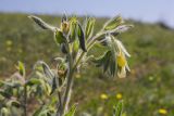 Onosma microcarpa