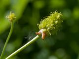 Ranunculus cassubicus. Верхушка побега с плодом. Ленинградская обл., Ломоносовский р-н, дер. Гостилицы, парк, разнотравно-снытевое сообщество под пологом широколиственного древостоя. 20.05.2018.