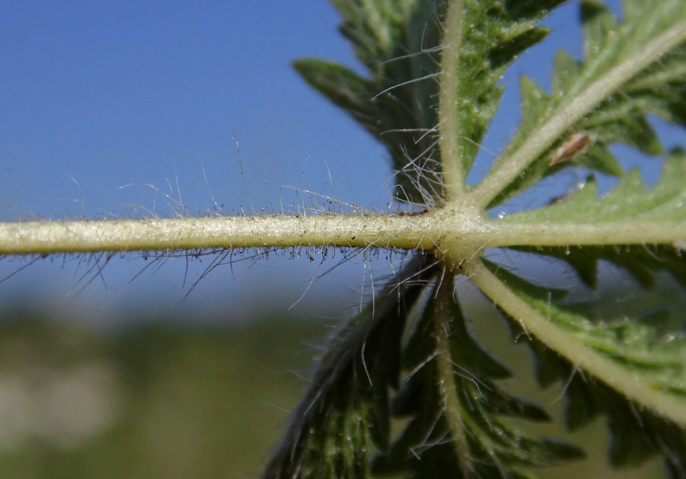 Изображение особи Potentilla recta.