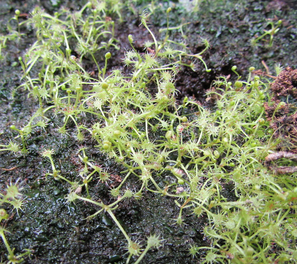 Image of Drosera anglica specimen.