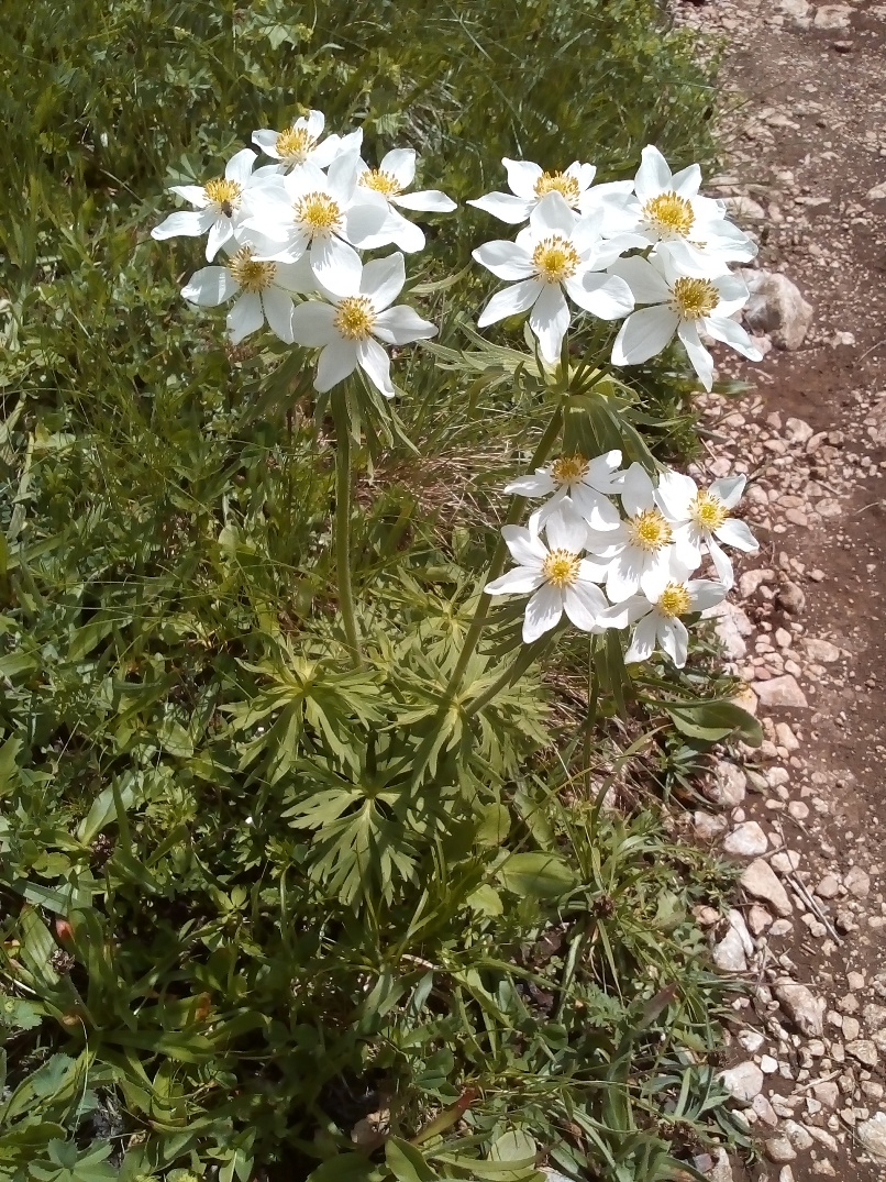 Изображение особи Anemonastrum fasciculatum.