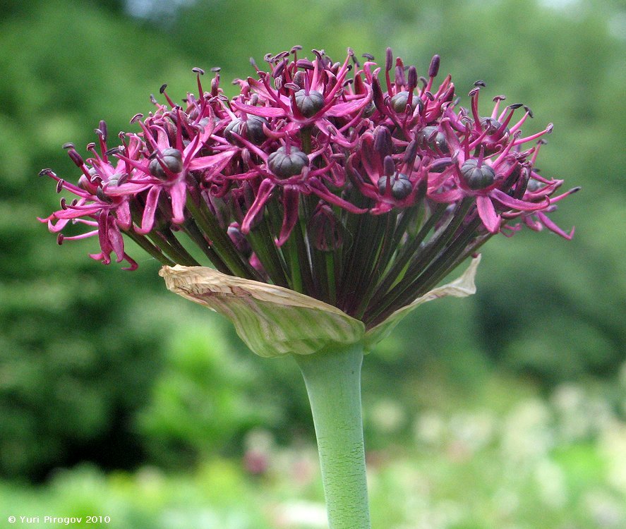 Изображение особи Allium atropurpureum.