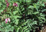 Dicentra formosa. Цветущее растение в культуре. Новосибирск. 03.06.2010.