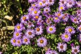 genus Symphyotrichum. Верхушки цветущих растений. Крым, гора Ай-Петри, лесостепь. 21.09.2018.