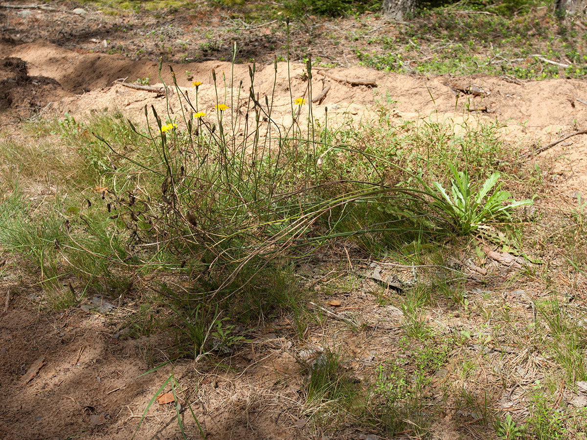 Изображение особи Hypochaeris radicata.