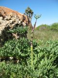 Ferula malacophylla