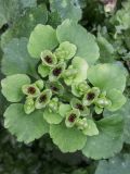 Chrysosplenium alternifolium