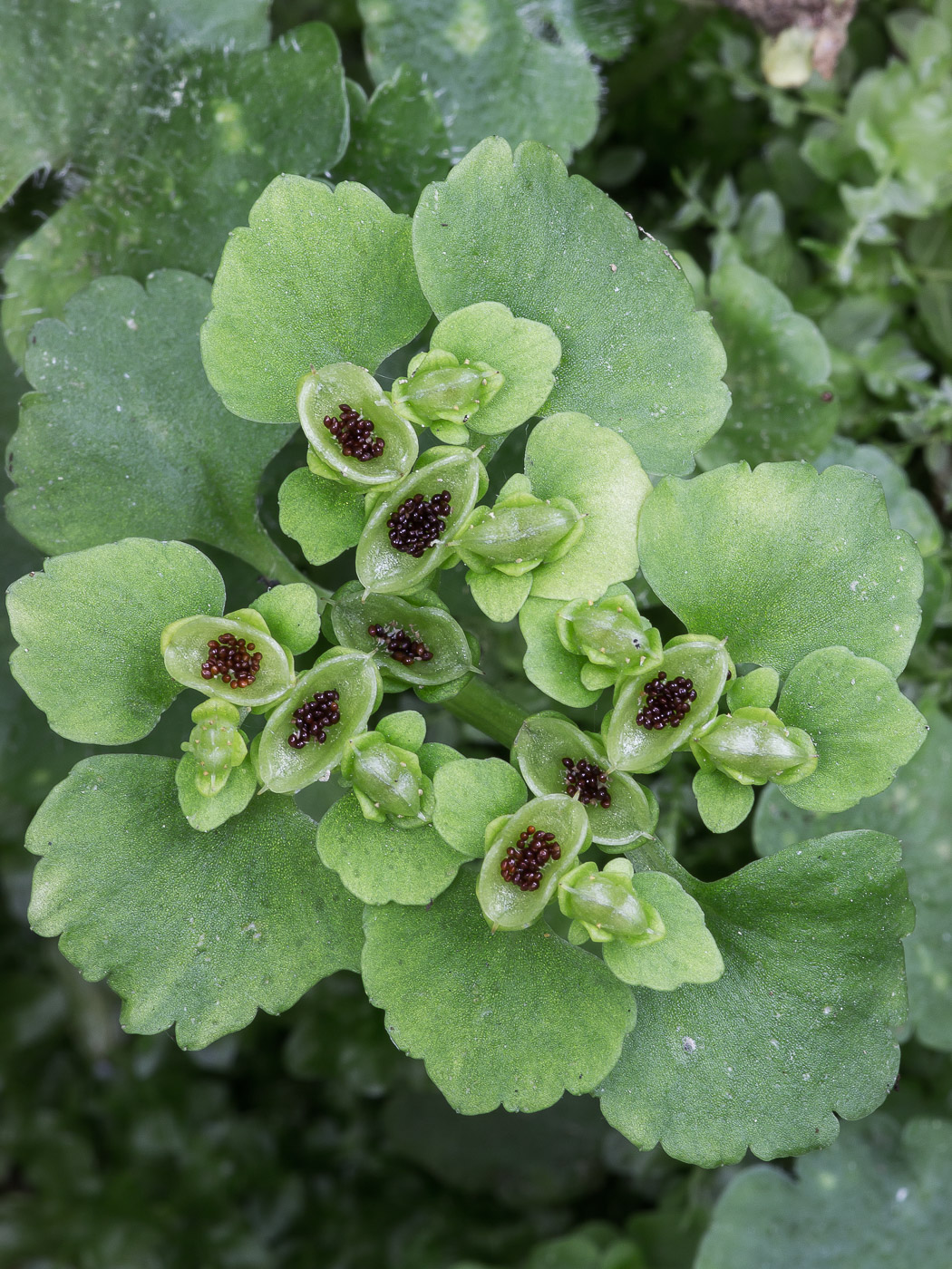 Изображение особи Chrysosplenium alternifolium.