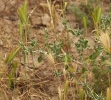 Centaurea belangeriana. Растение с развивающимися соцветиями в сообществе с Hordeum. Узбекистан, Джизакская обл., Зафарабадский р-н, окр. пос. Зафарабад, оросительный канал, глинистый берег. 21.05.2019.