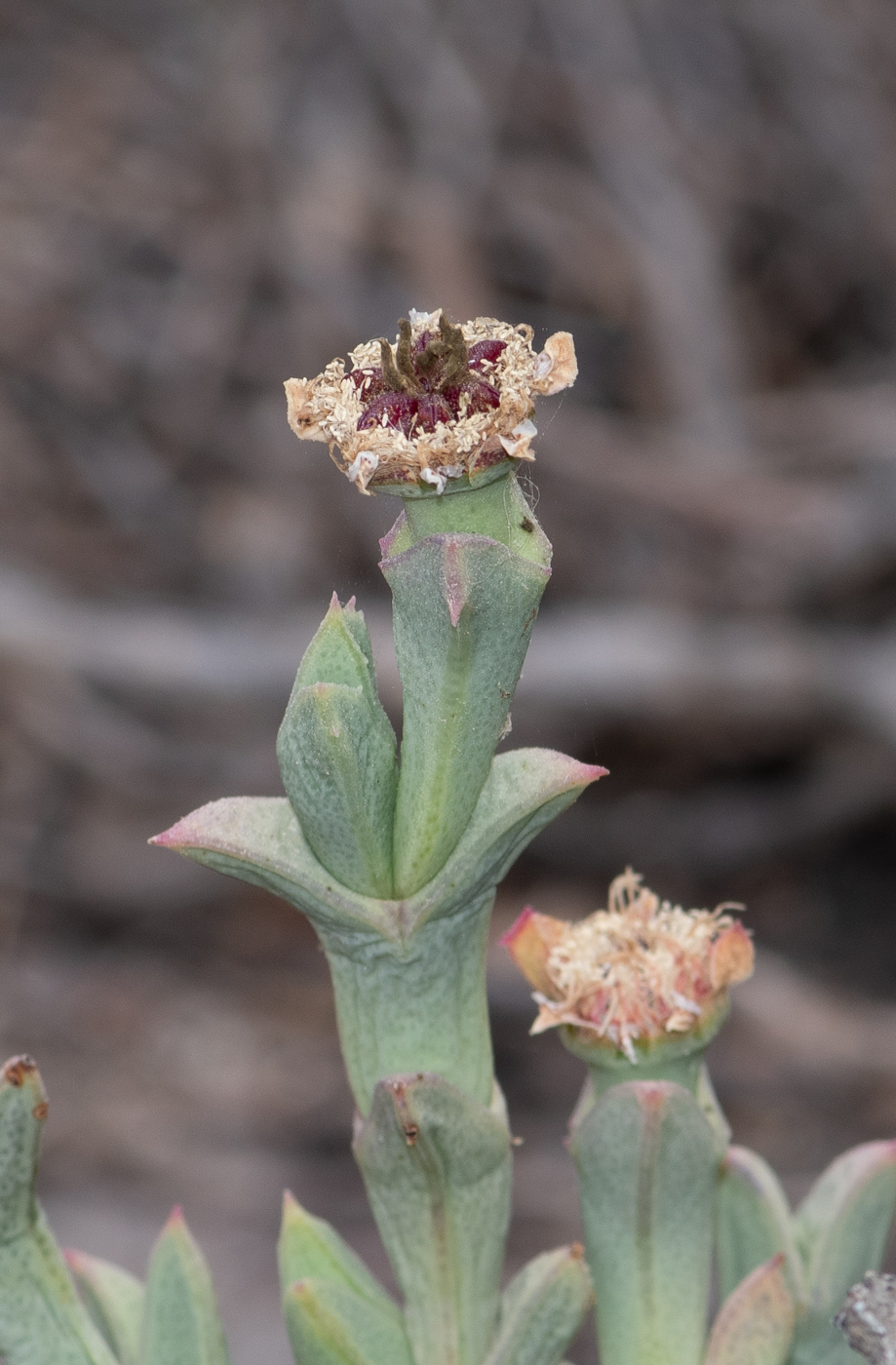 Изображение особи Ruschia perfoliata.