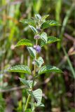 Mentha arvensis