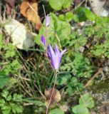 Campanula rapunculoides