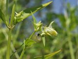 Halenia corniculata