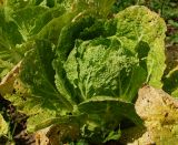 Brassica rapa ssp. pekinensis